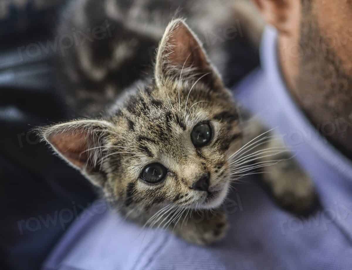 Free cute kitten face closeup